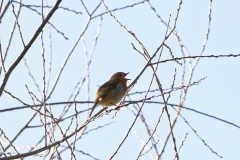 Robin Singing