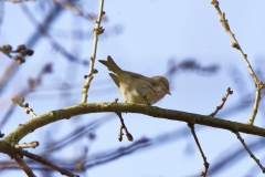 Redpolls
