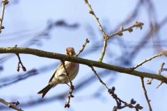 Redpolls