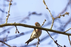 Redpolls