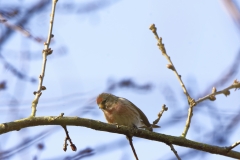 Redpolls