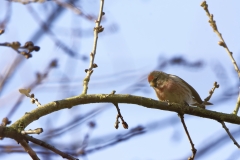 Redpolls