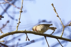 Redpolls