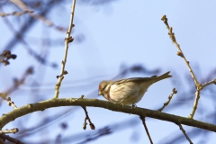 Redpolls