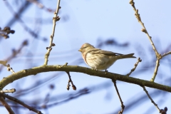 Redpolls