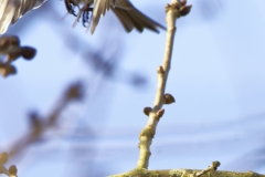 Redpolls in Flight