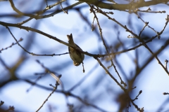 Redpolls