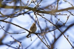 Redpolls