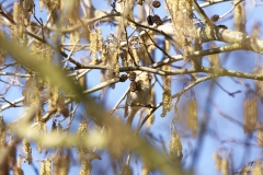 Redpolls