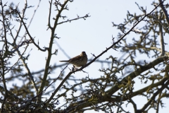 Female Reed Bunting