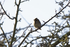 Female Reed Bunting