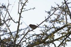 Female Reed Bunting