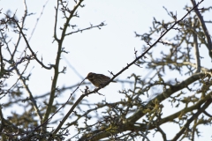Female Reed Bunting