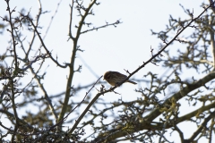 Female Reed Bunting