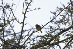 Female Reed Bunting