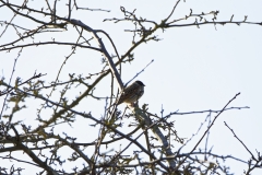 Male Reed Bunting