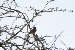 Male Reed Bunting