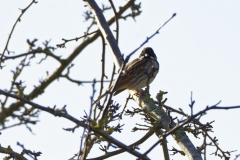 Male Reed Bunting