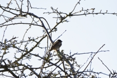 Male Reed Bunting