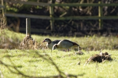 Egyptian Geese