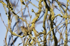 Dunnock