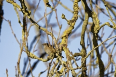 Dunnock