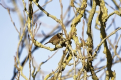 Dunnock