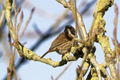 Dunnock