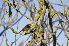 Dunnock