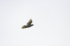 White Dove in Flight