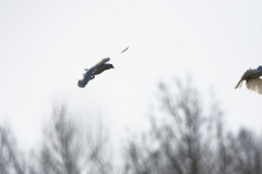 White Doves in Flight