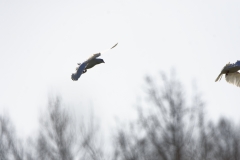 White Doves in Flight