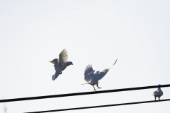 White Doves in Flight