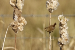 Wren