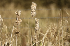 Wren in Flight