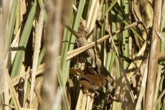 Wren