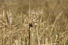 Wren