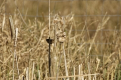 Wren