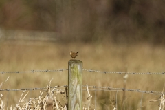 Wren