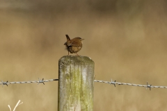 Wren