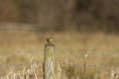 Wren