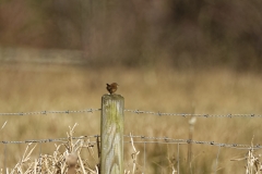 Wren