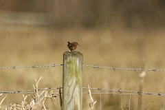 Wren