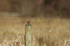 Wren