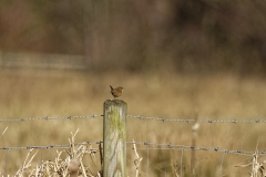 Wren