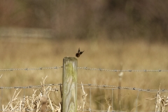 Wren in Flight