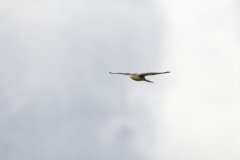 Male Kestrel in Flight