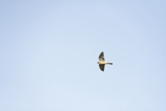 Male Kestrel in Flight