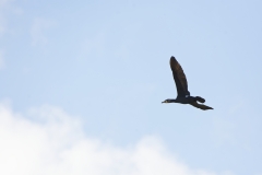 Cormorant in Flight