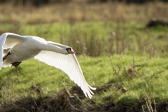 Mute Swan in Flight